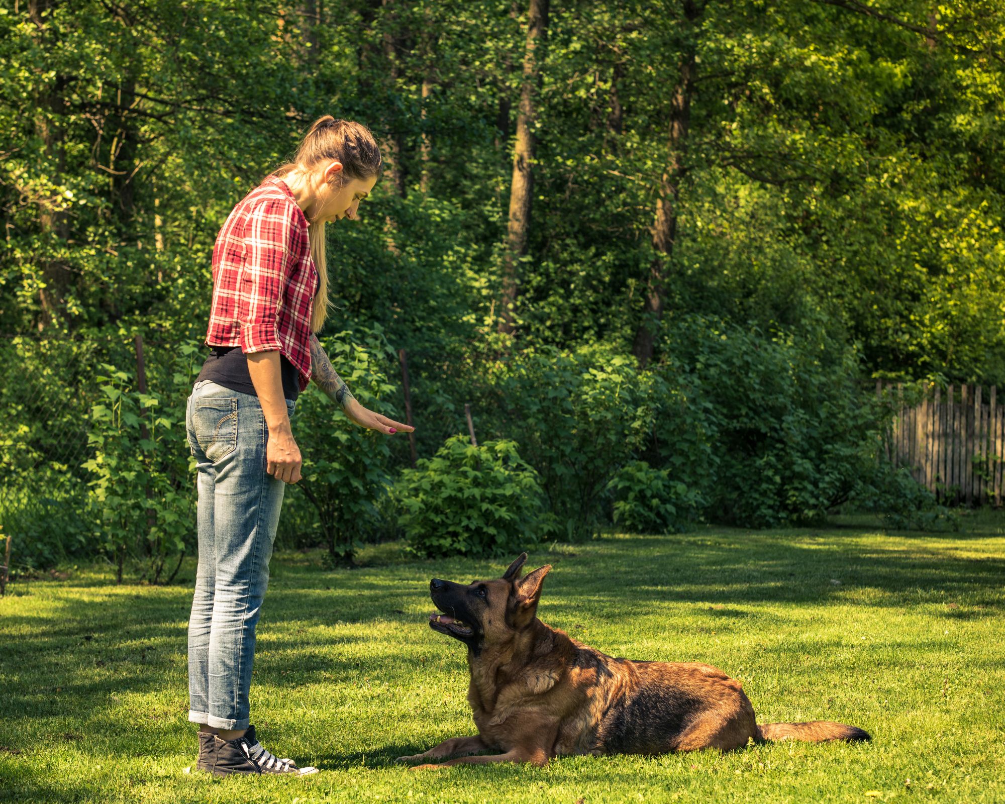 Éducatrice canine travaillant le couché avec un berger allemand